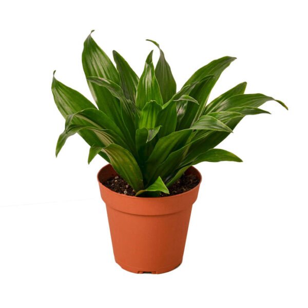 Dracaena - Janet Craig 3 - Image 3