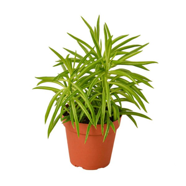 Peperomia - Green Bean - Image 2