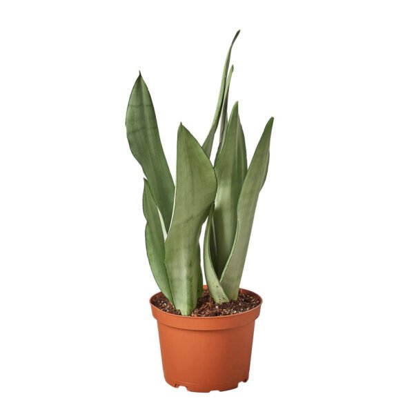 Snake Plant - Moonshine - Image 4