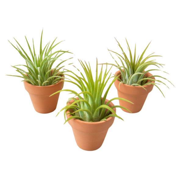 3 Ionantha Air Plants with Mini Terra Cotta Pots - Low-Maintenance Tillandsias for Home Decor