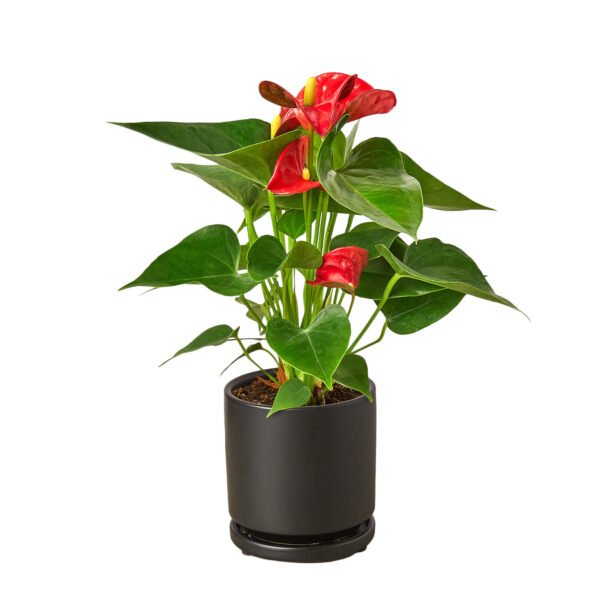 Anthurium 'Red' - Black Cylinder - Image 2