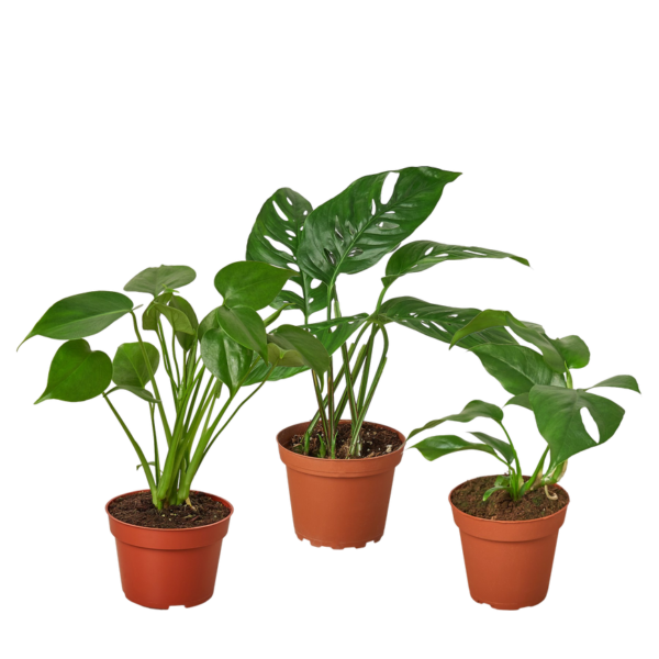 4 Monstera Plant Bundle