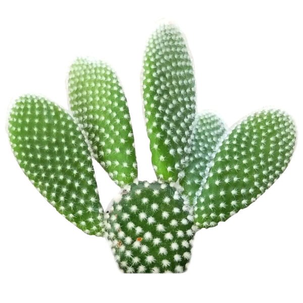Polka-Dot Cactus (Bunny Ears) - Image 3