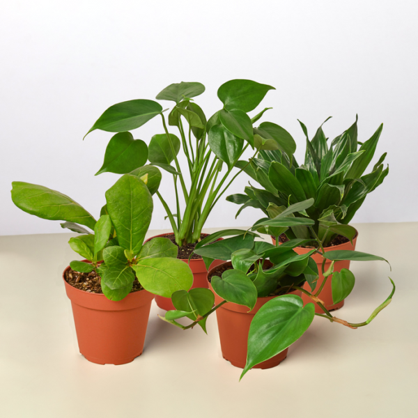 4 Best Sellers Plant Bundle
