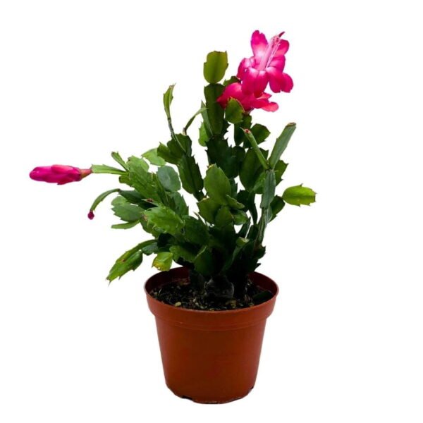 Christmas Cactus - Image 2