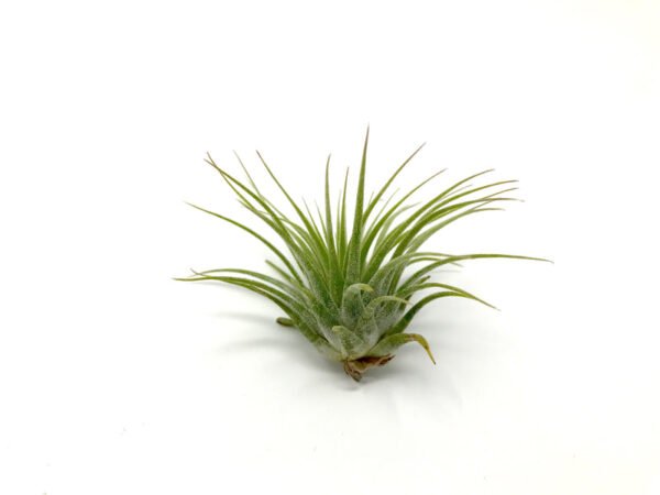 3 Ionantha Air Plants with Mini Terra Cotta Pots - Low-Maintenance Tillandsias for Home Decor - Image 2