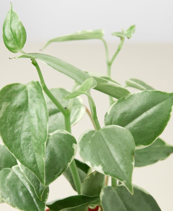 Peperomia - Cupid