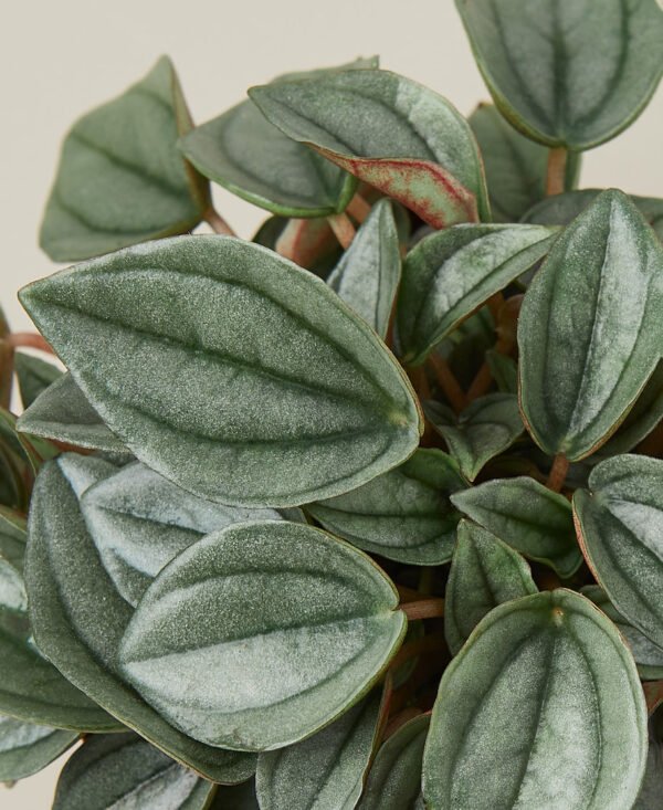 Peperomia - Napoli Nights