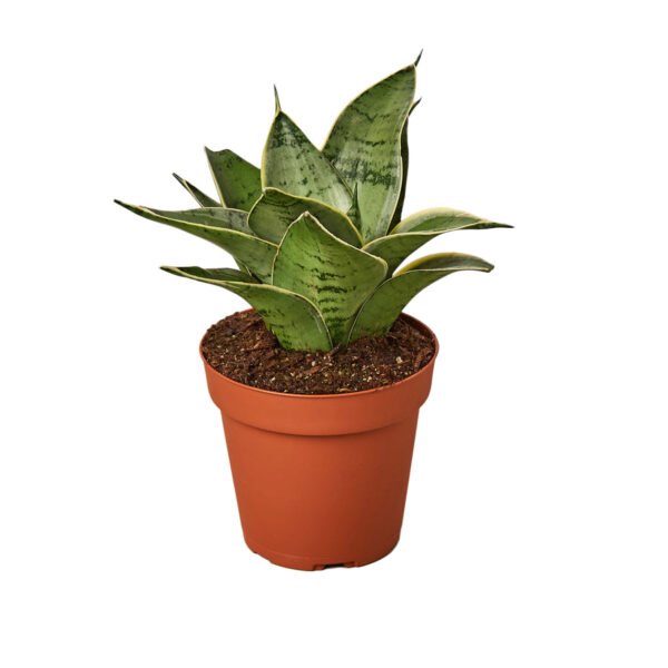Snake Plant - Starlight - Image 2
