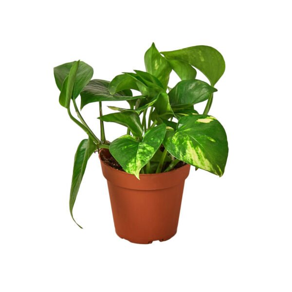 4 Ivy (Pothos) Plant Bundle + Plant Care Guide - Image 7