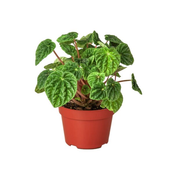 Peperomia - Ripple - Image 2