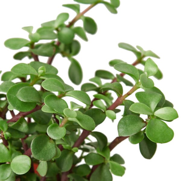 Succulent - Elephant Bush