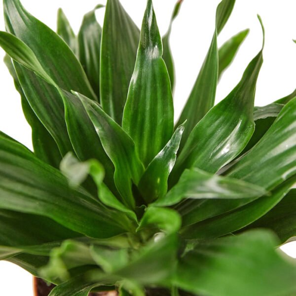 Dracaena - Janet Craig 3