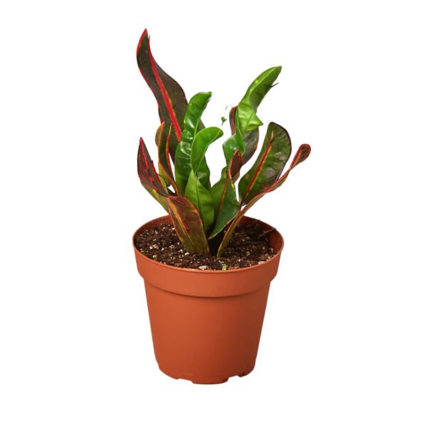 Croton - Mammy - Image 2