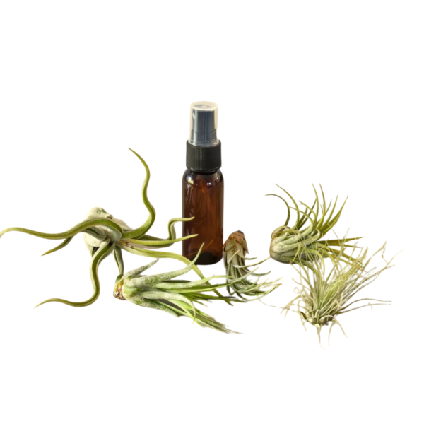 Variety - Air Plant Pack w/ Spray Bottle
