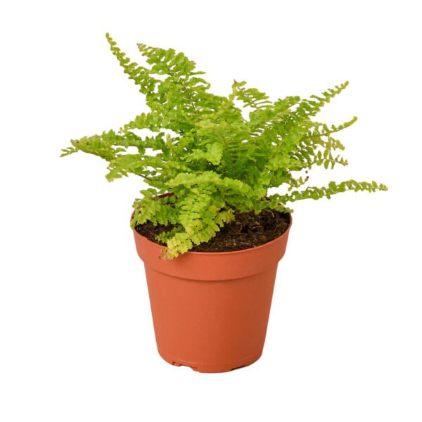 Fern - Cotton Candy - Image 2
