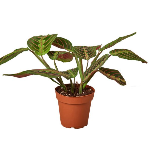 Maranta - Red Prayer - Image 2