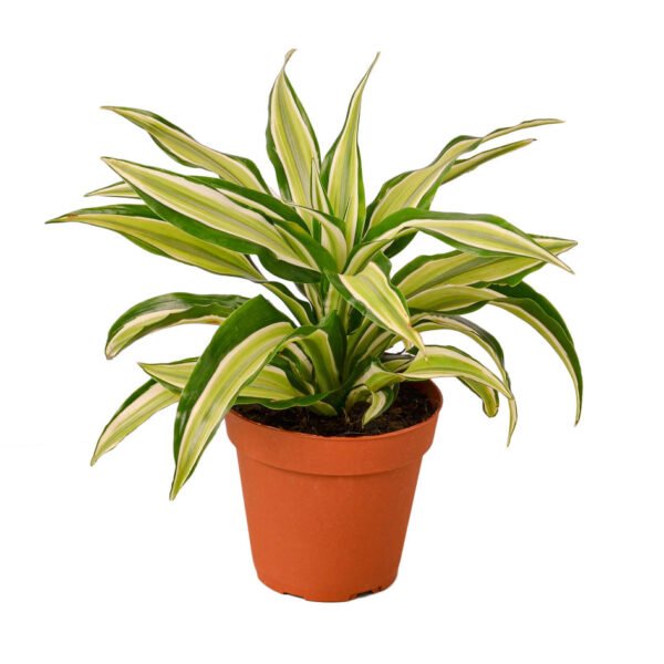 Dracaena - Malaika - Image 2