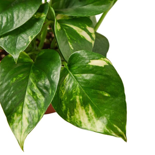 4 Ivy (Pothos) Plant Bundle + Plant Care Guide - Image 6