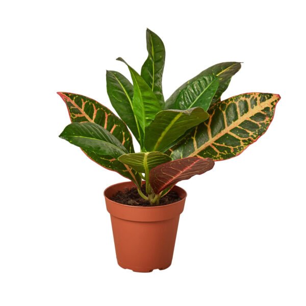 Croton - Joseph's Coat - Image 2