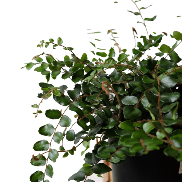 Fern - Button - Image 2