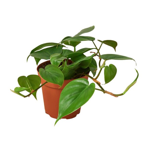 Philodendron - Congo Green - Image 3