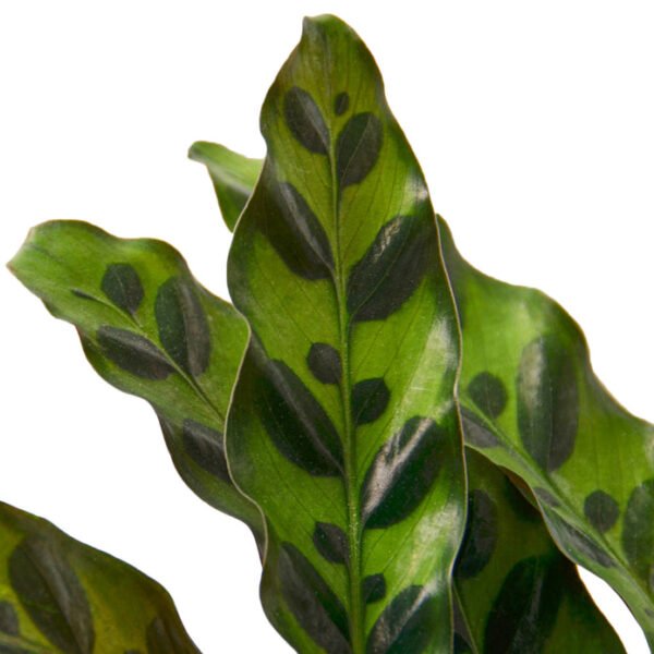 Calathea - Rattlesnake