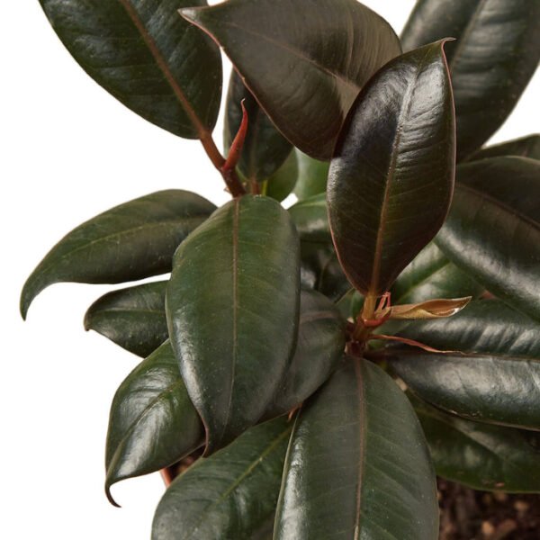 Rubber Plant - Burgundy - Image 3