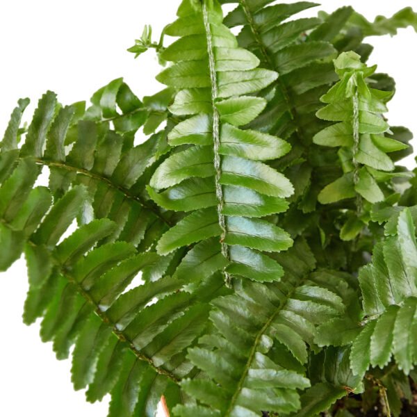4 Ferns - 2 Plant Bundle