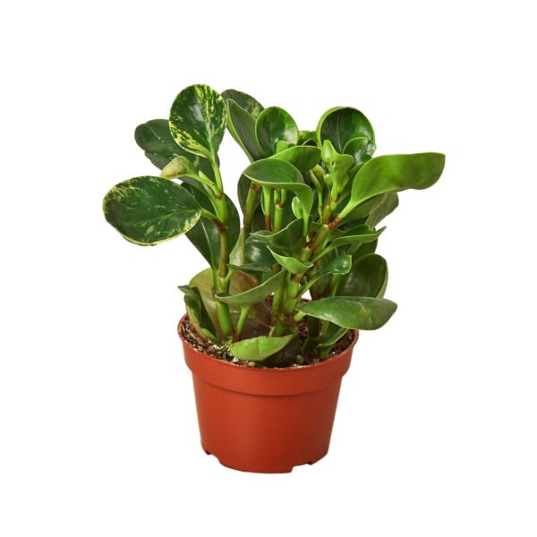 Peperomia - Marble - Image 2