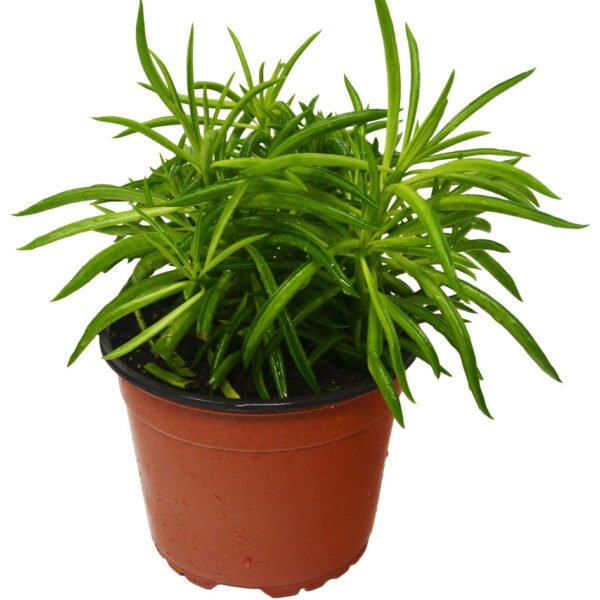 Peperomia - Green Bean - Image 3
