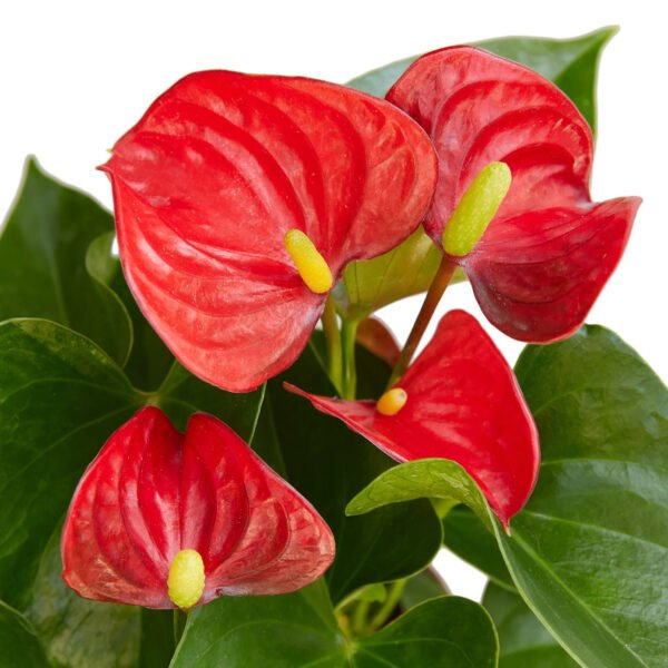 Anthurium 'Red' - Black Cylinder