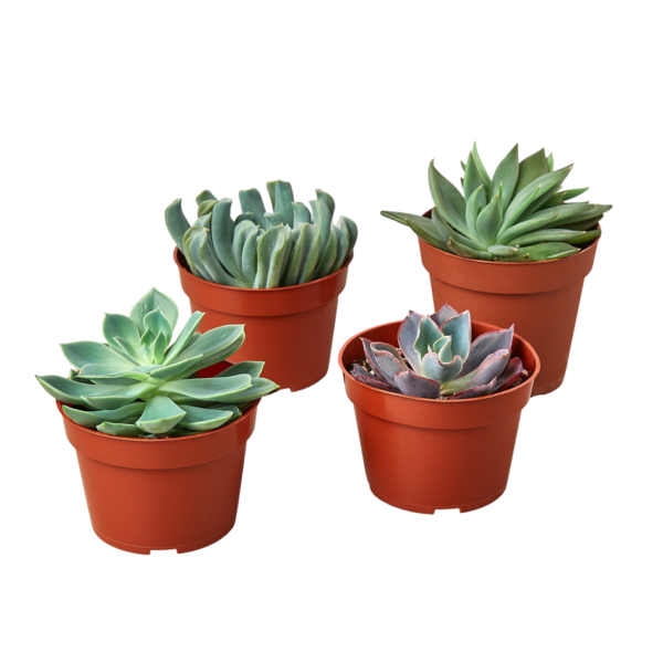 4 Echeveria Succulent - 4 Plant Bundle
