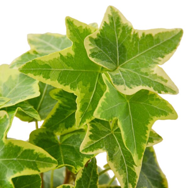 English Ivy - Gold Child