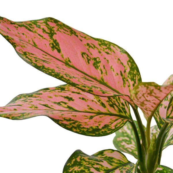 Chinese Evergreen - Lady Valentine