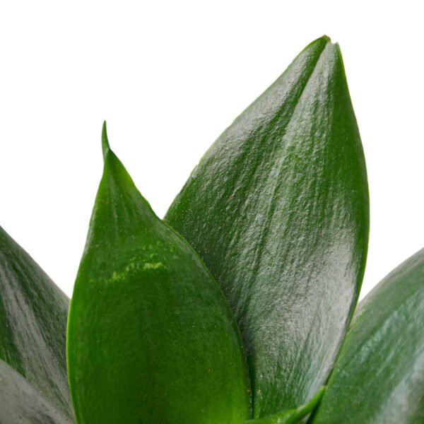 Snake Plant - Jade