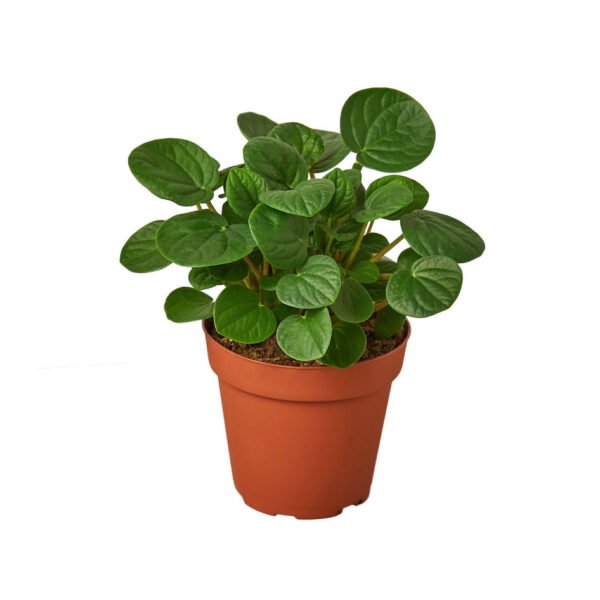 Peperomia - Rana Verde - Image 2