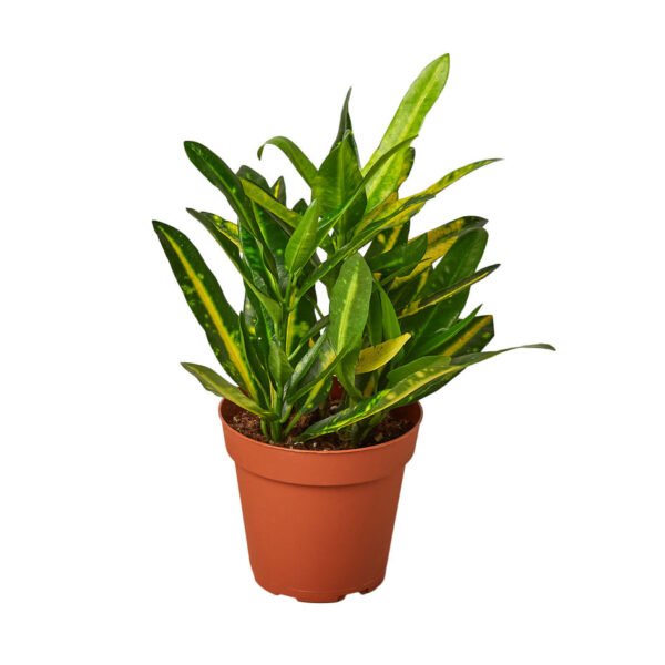 Croton - Sunny Star - Image 2