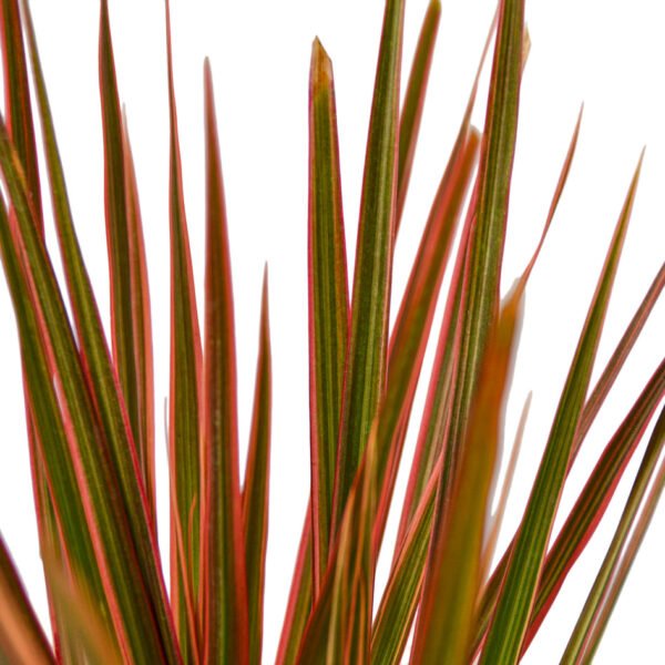 Dracaena - Colorama