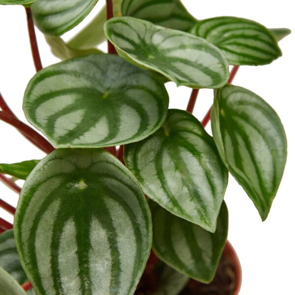 Peperomia - Watermelon