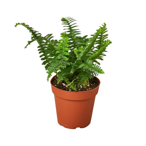 4 Ferns - 2 Plant Bundle - Image 5