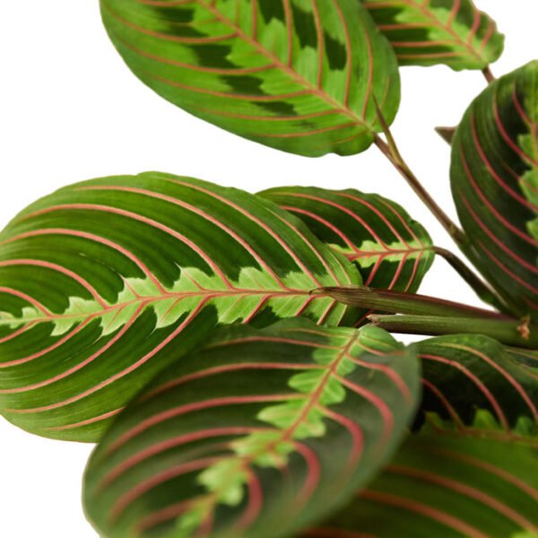 Maranta - Red Prayer