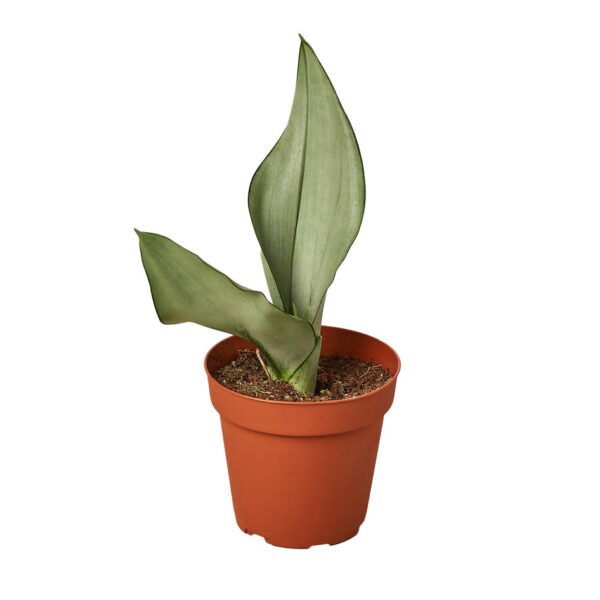 Snake Plant - Moonshine - Image 3