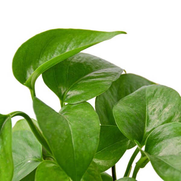 Pothos - Green Queen