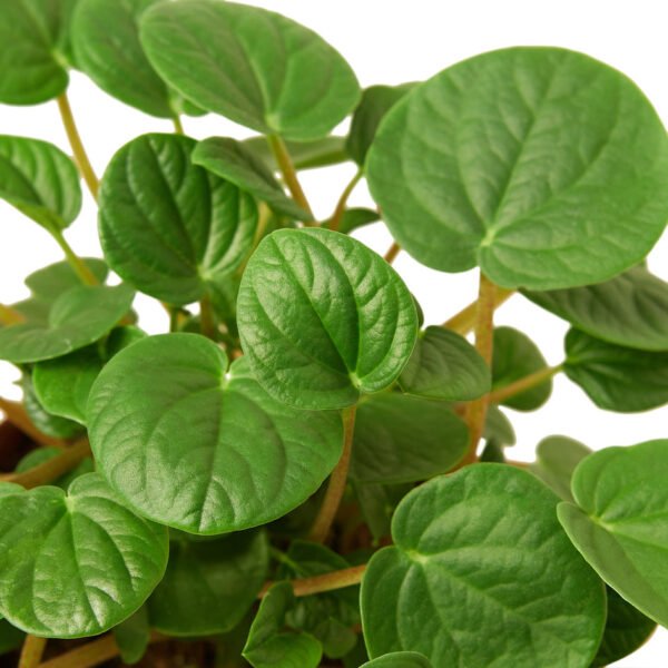 Peperomia - Rana Verde