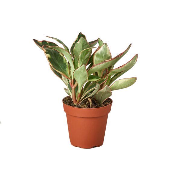 Peperomia - Ginny - Image 2