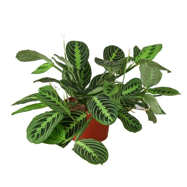 Lemon Lime Prayer Plant - Vibrant Maranta Leuconeura Foliage - Image 2