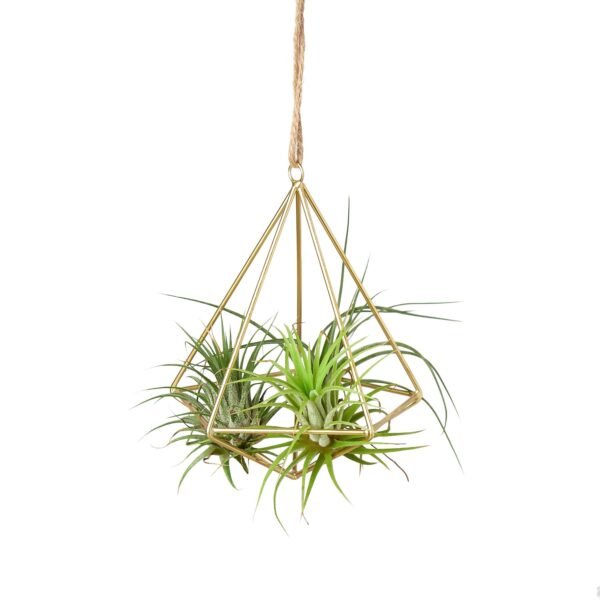 Brass Air Plant Display Hanger