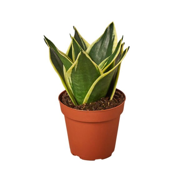 Snake Plant - Black Gold - Image 3