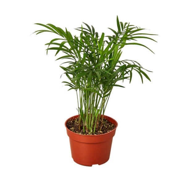 Parlor Palm - Image 2